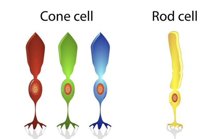 مفاهیم پایه مدیریت رنگ - سلول های چشم انسان